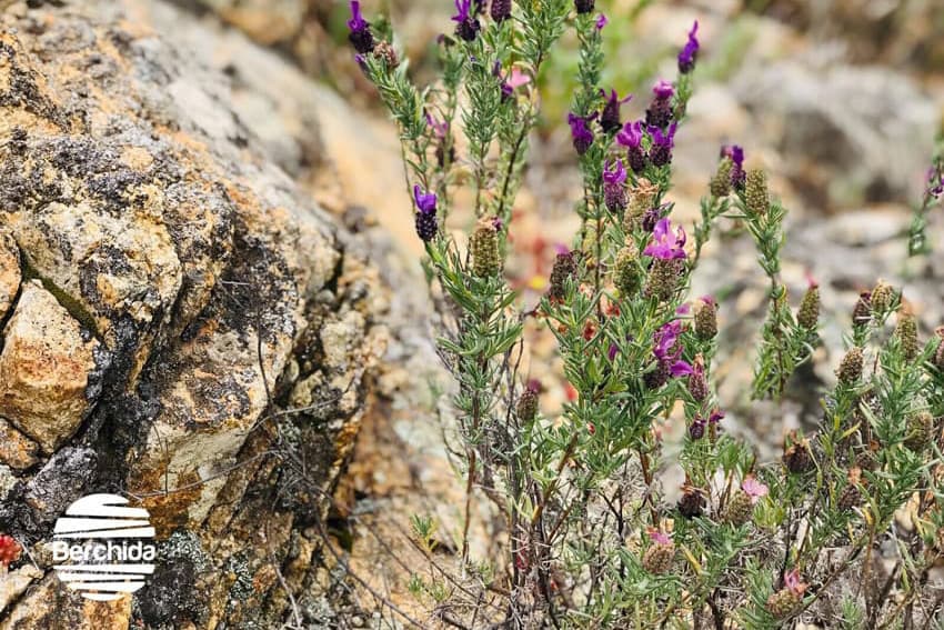 Lavanda Selvatica